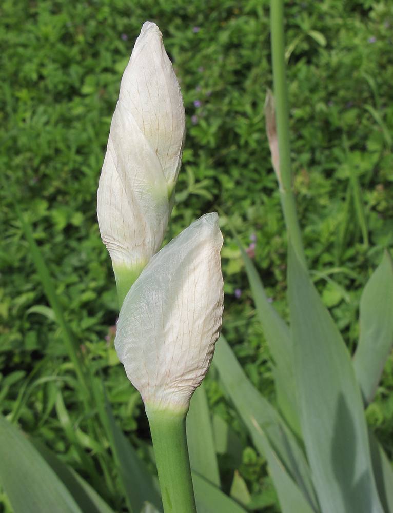 Image of Iris pallida specimen.