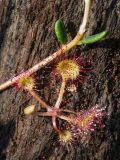 Drosera rotundifolia
