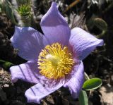 Pulsatilla multifida