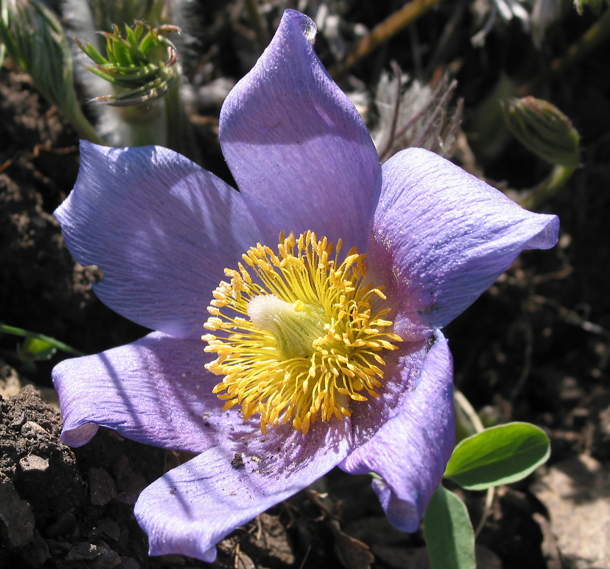 Изображение особи Pulsatilla multifida.