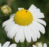 Tripleurospermum inodorum