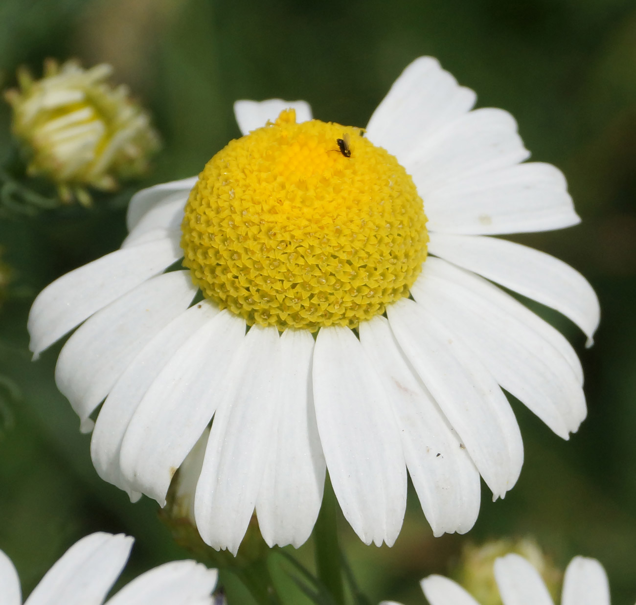 Изображение особи Tripleurospermum inodorum.