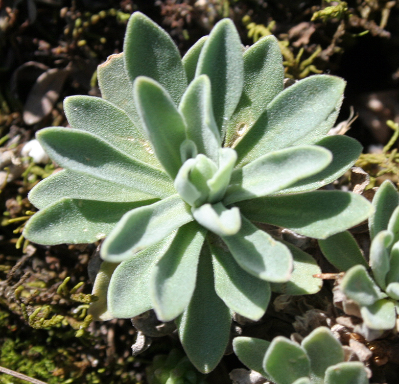 Image of Schivereckia podolica specimen.