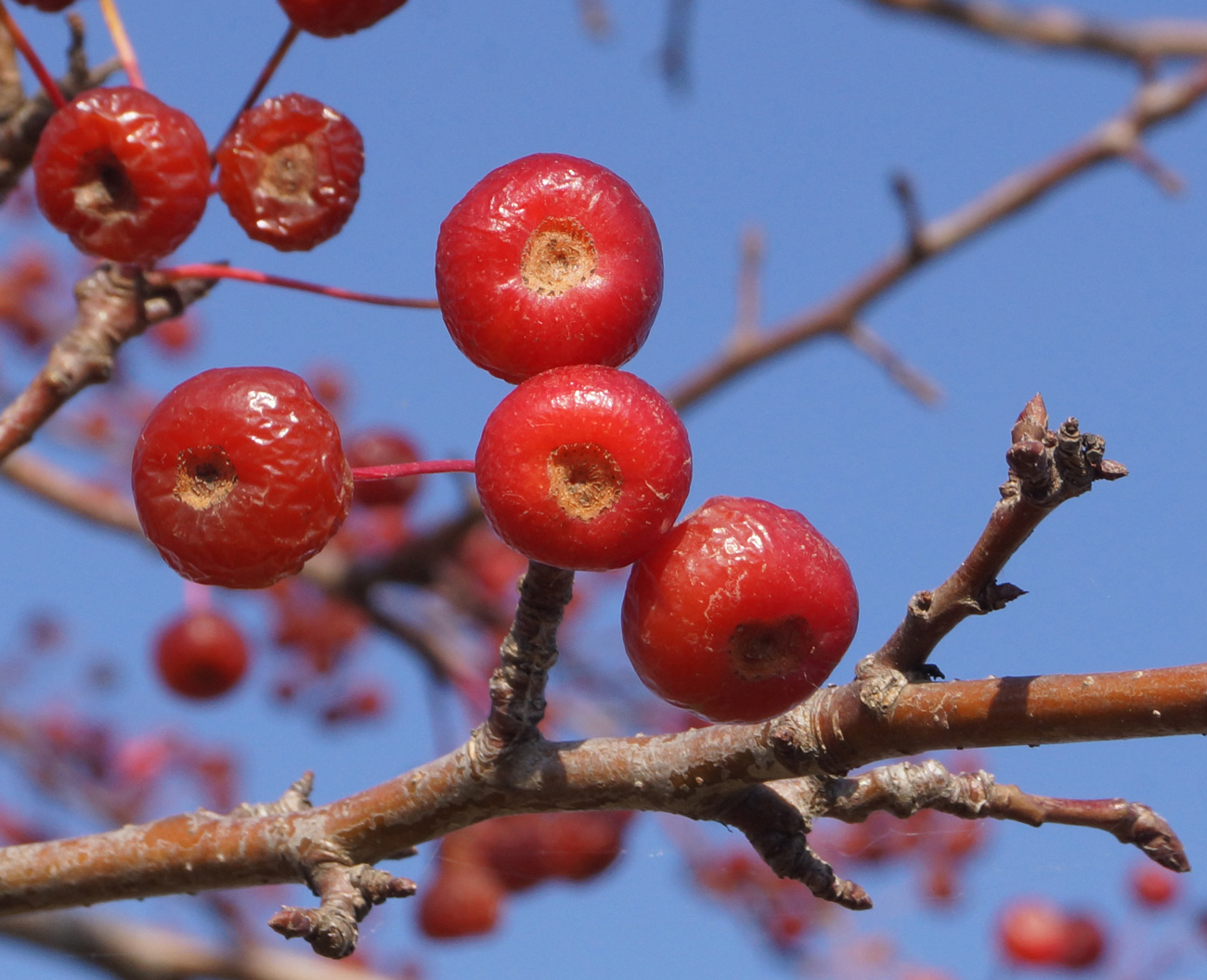 Изображение особи Malus baccata.