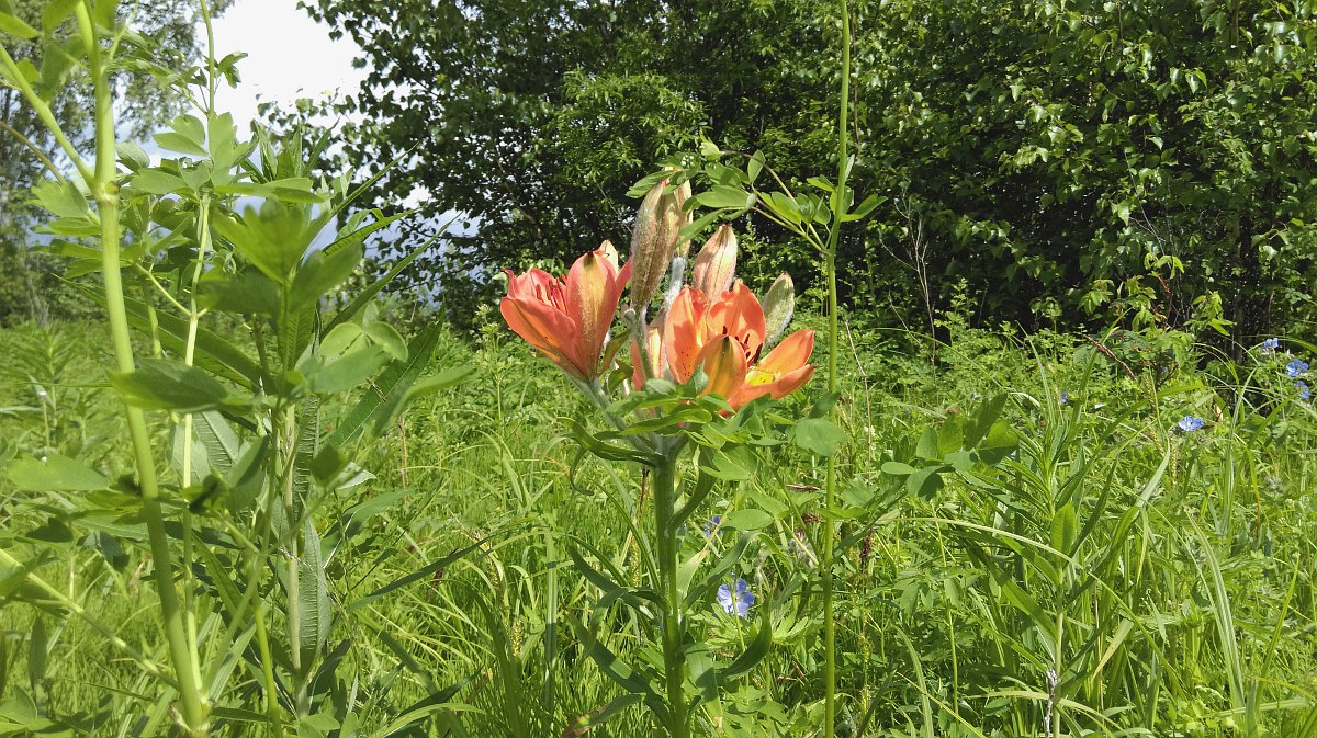 Изображение особи Lilium pensylvanicum.