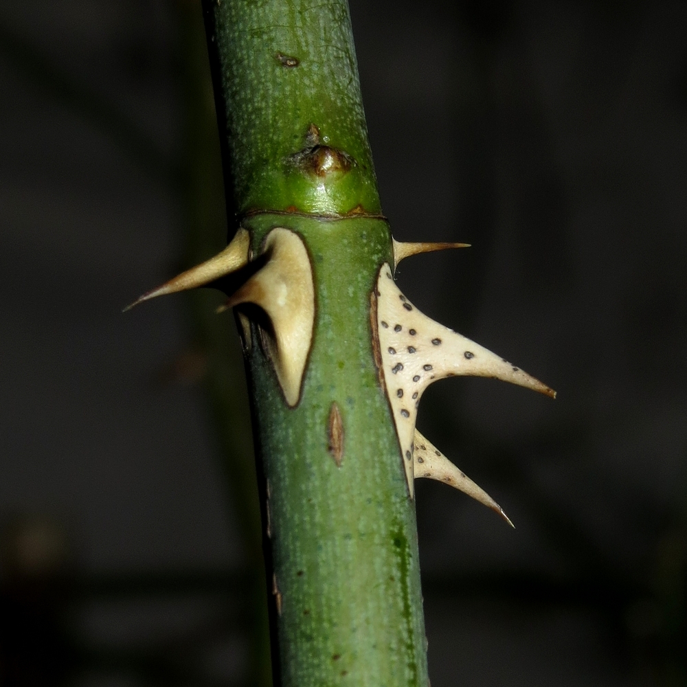 Image of genus Rosa specimen.