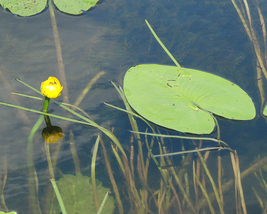 Изображение особи Nuphar lutea.