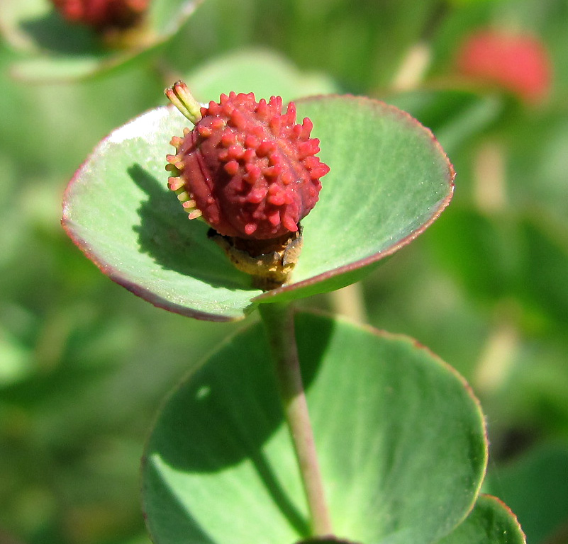 Image of Euphorbia condylocarpa specimen.