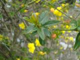 Jasminum mesnyi