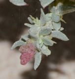 Atriplex glauca