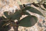 Gypsophila perfoliata. Часть побега. Белгородская обл., Губкинский р-н, ЛГОК. 15 июня 2009 г.
