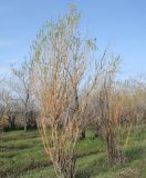 genus Salix