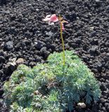 Dicentra peregrina