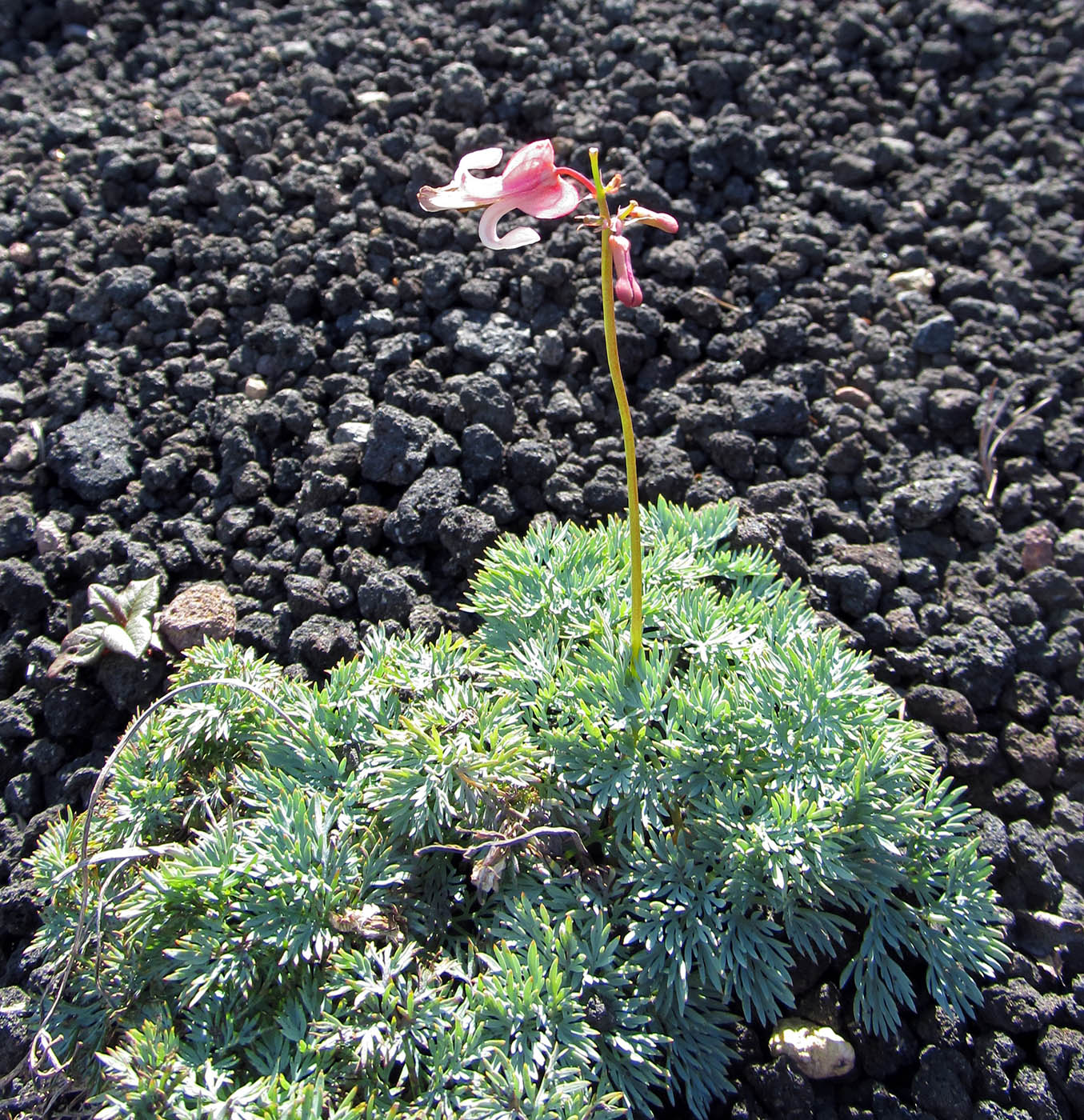 Image of Dicentra peregrina specimen.