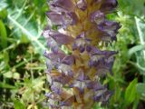 Orobanche hansii