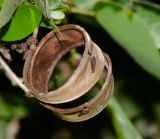 Calliandra разновидность emarginata