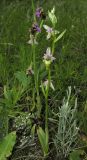 Ophrys oestrifera