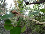 Terminalia muelleri