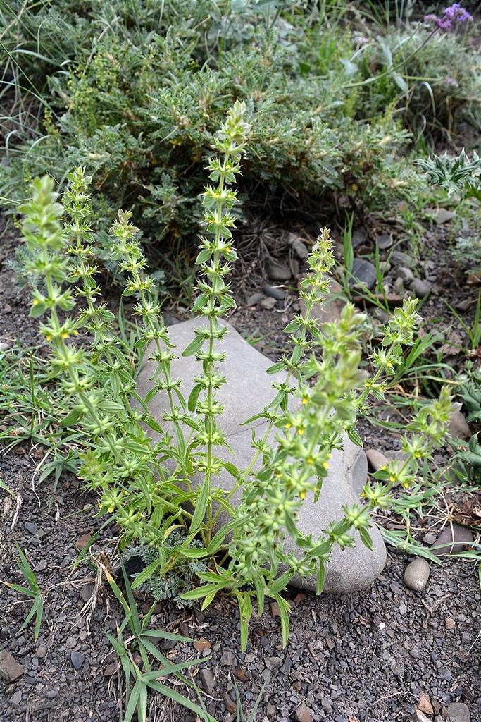 Image of Sideritis montana specimen.