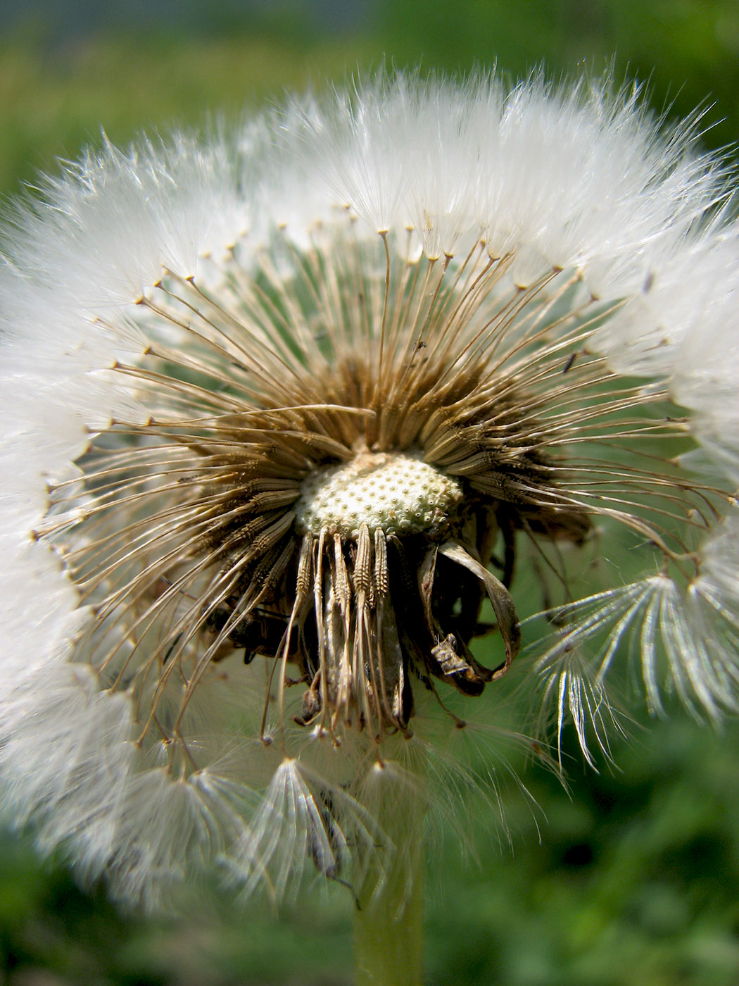 Изображение особи род Taraxacum.