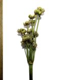 Nectaroscordum bulgaricum. Зрелое соплодие. Крым, Карадагский заповедник, биостанция, в культуре с горы Святой. 8 июля 2016 г.