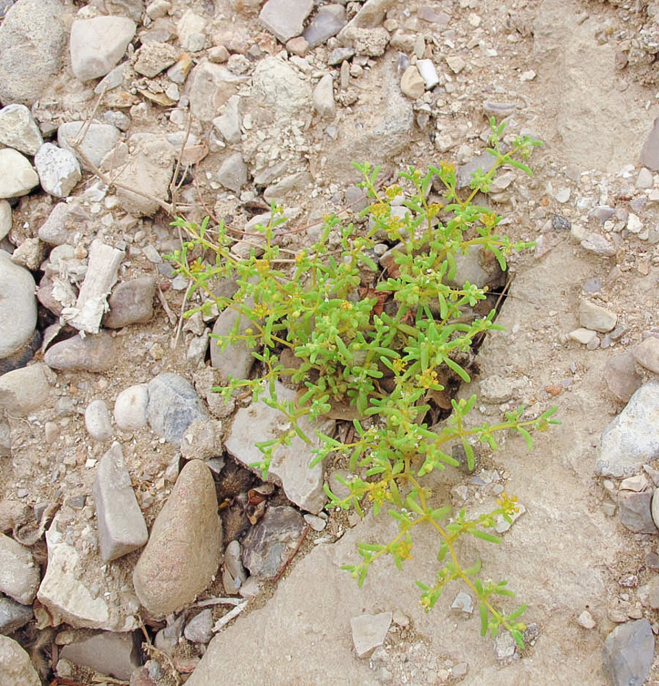 Изображение особи Tetraena simplex.