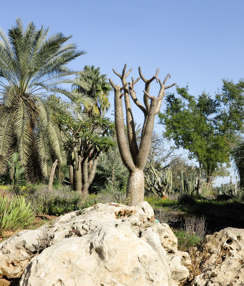 Изображение особи Pachypodium lamerei.