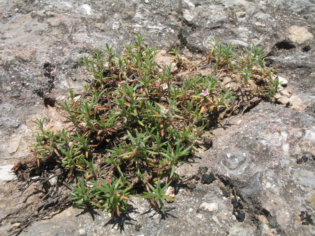 Изображение особи Polygonum paronychioides.