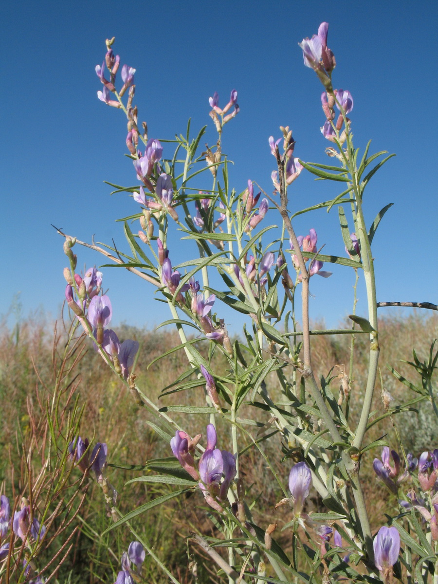 Image of Astragalus brachypus specimen.