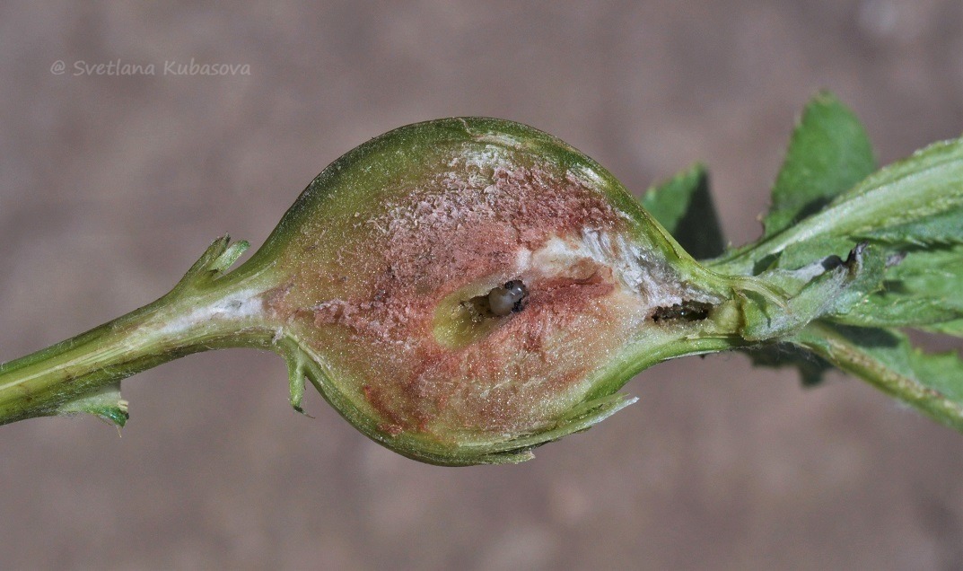 Image of Cirsium setosum specimen.