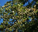 Pyrus pyraster