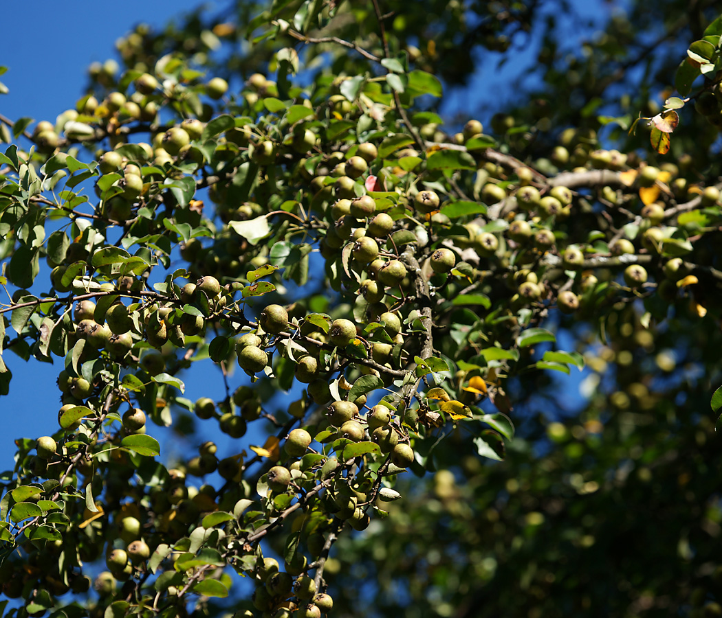 Изображение особи Pyrus pyraster.