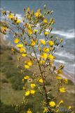 Hieracium robustum