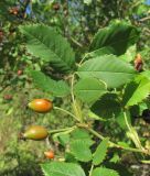 Rosa canina. Верхушка побега с плодами. Краснодарский край, Абинский р-н, гора Западный Папай. 02.09.2016.