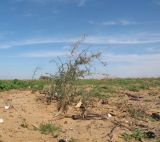 Noaea mucronata. Растения, возобновляющие вегетацию. Израиль, западный Негев, между киббуцами Эшколь и Паран, лёссово-песчаная пустыня. 21.02.2013.