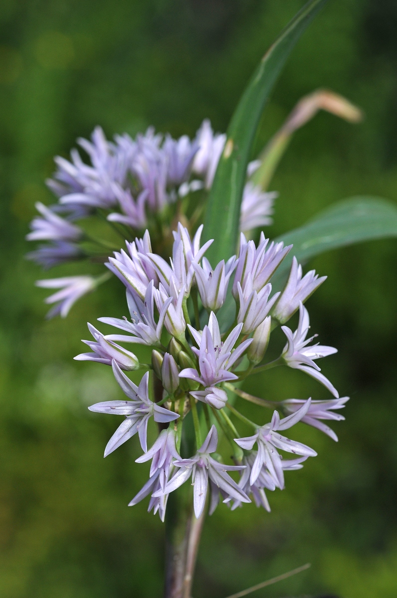 Image of Allium parvum specimen.