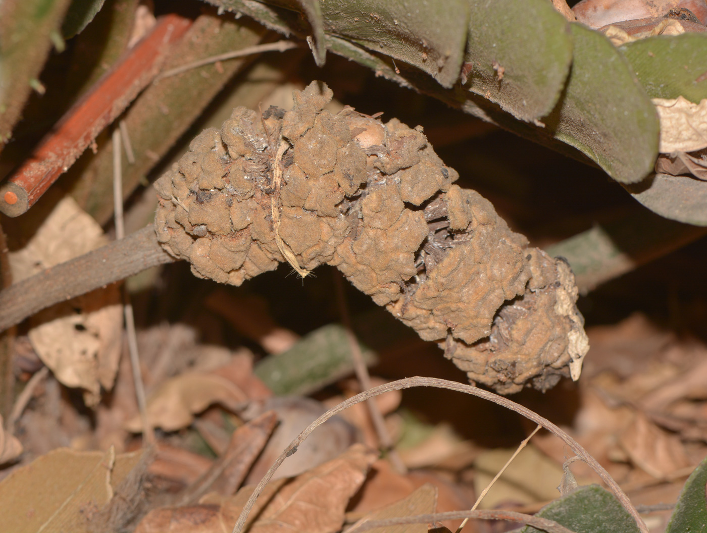 Image of Zamia furfuracea specimen.