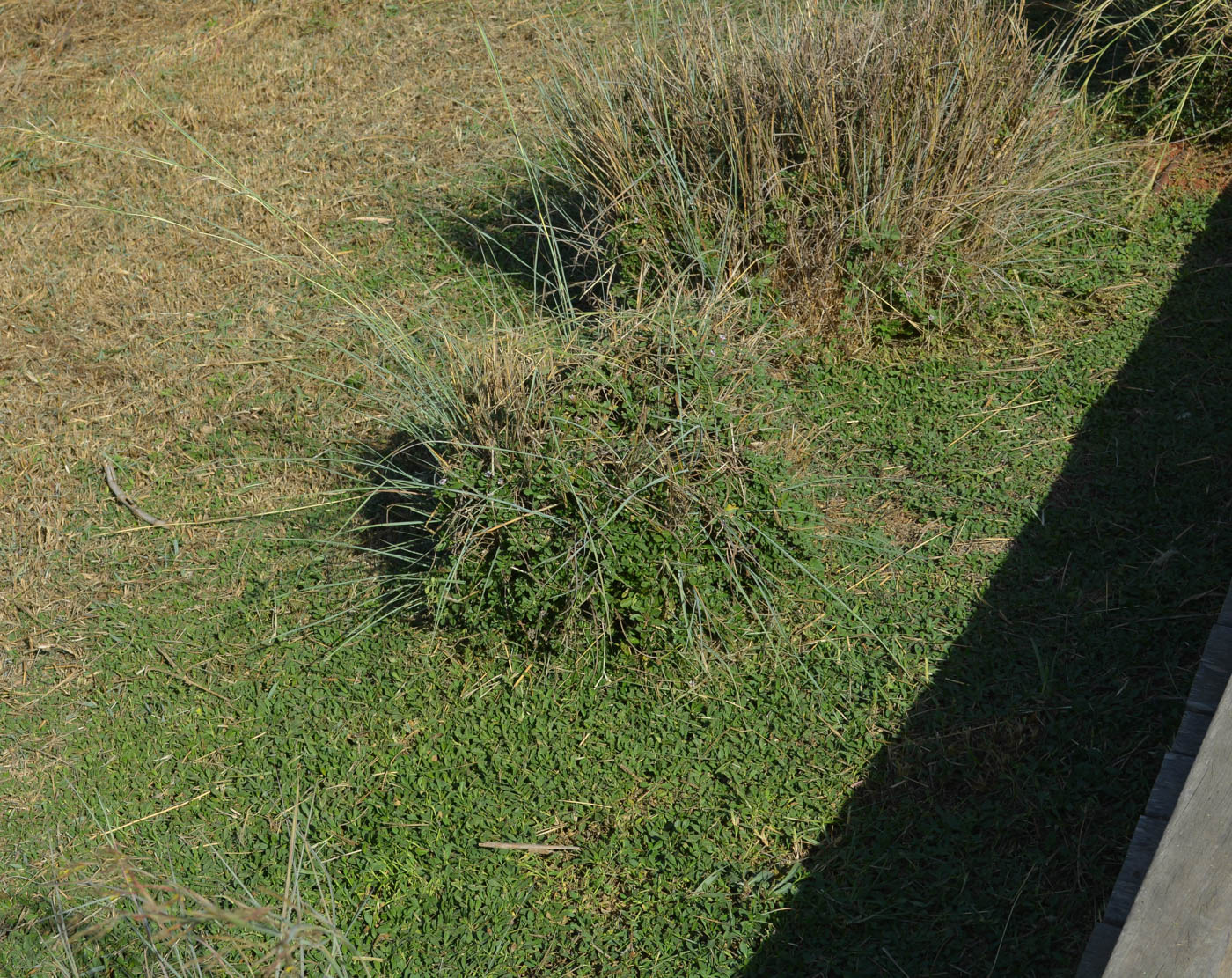 Image of Lippia nodiflora specimen.