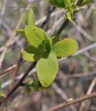 Spiraea alba