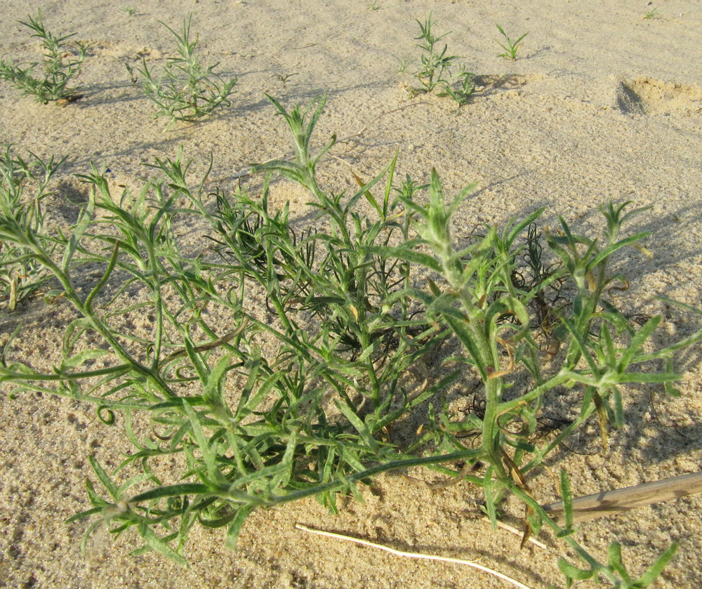 Image of Corispermum hyssopifolium specimen.