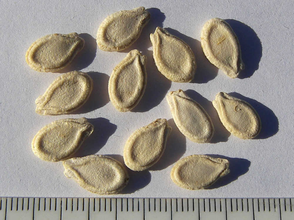 Image of Benincasa hispida specimen.