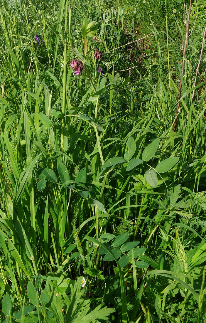 Изображение особи Lathyrus pisiformis.