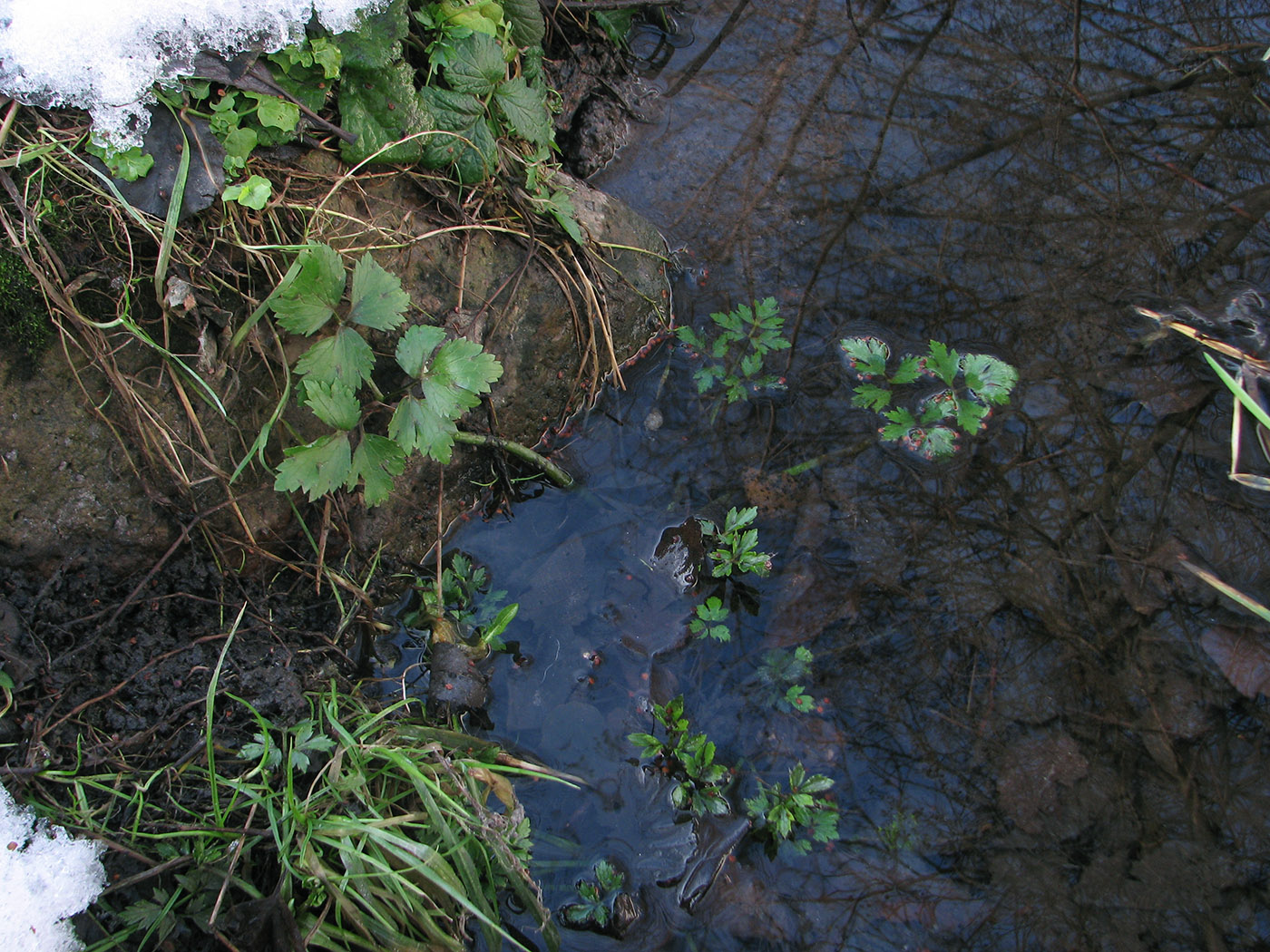 Image of Ranunculus repens specimen.