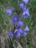 Soldanella hungarica