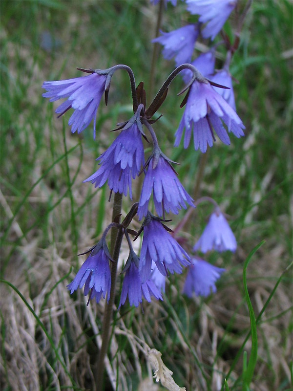 Изображение особи Soldanella hungarica.