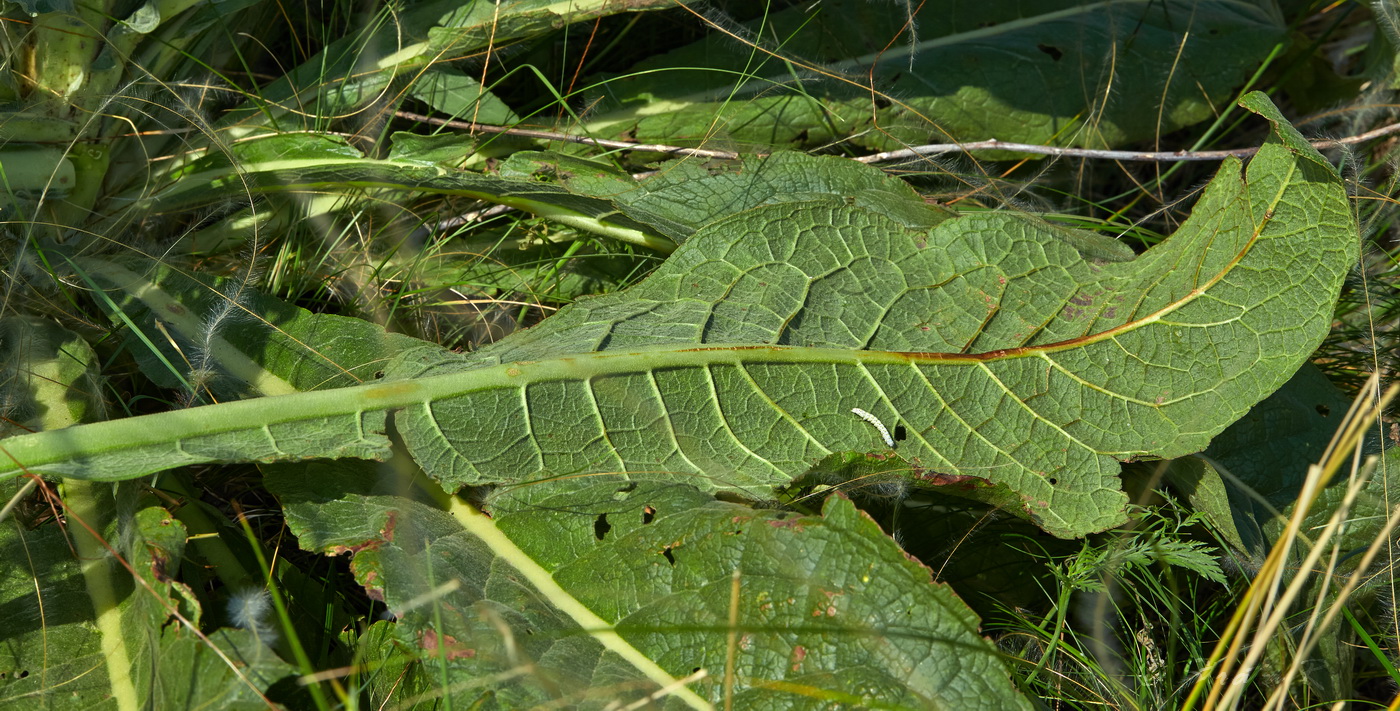 Image of Verbascum speciosum specimen.