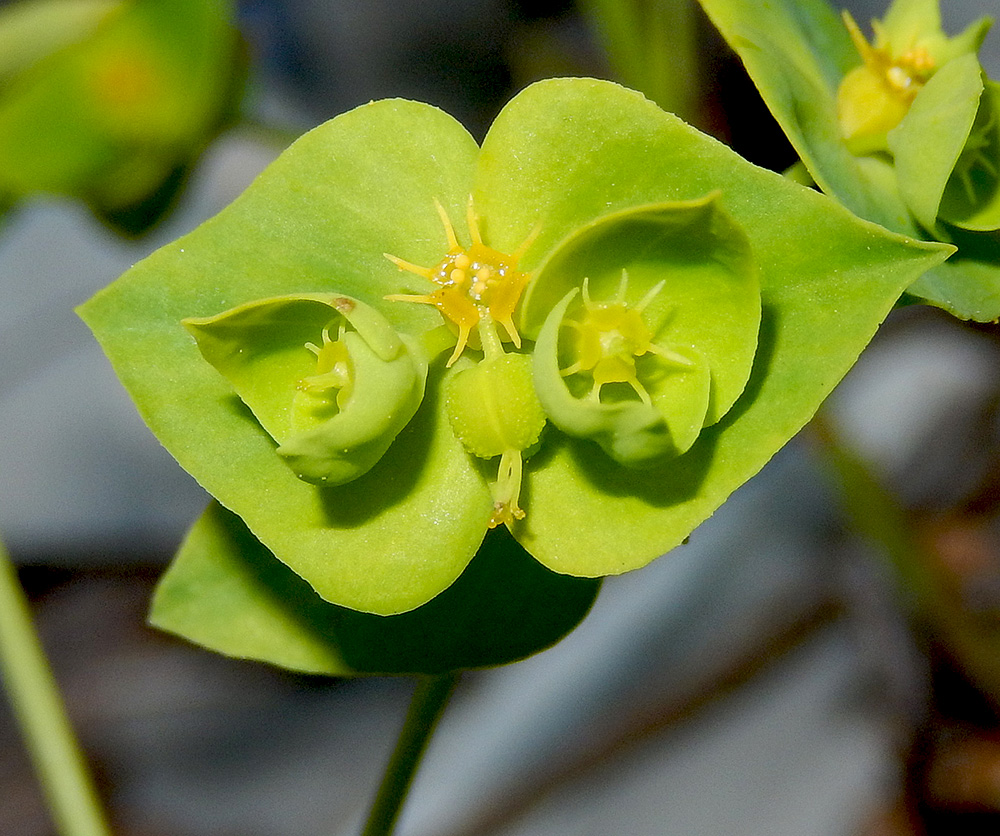 Изображение особи Euphorbia taurinensis.