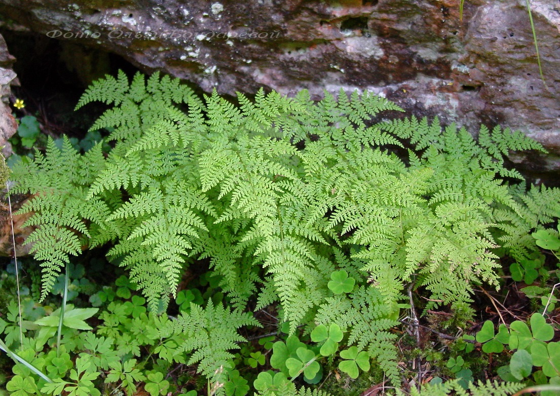 Изображение особи Rhizomatopteris montana.