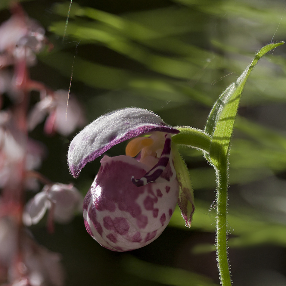 Изображение особи Cypripedium guttatum.