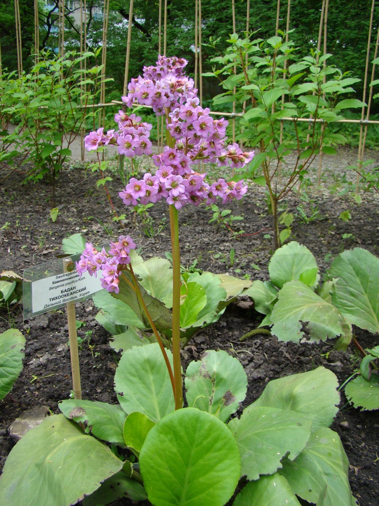 Image of Bergenia pacifica specimen.